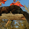 Adult fisher lounging on a dead tree branch with red maple leave
