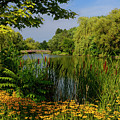 Black Eyed Susans Cattails Willows and footbridge at Victoria Pa