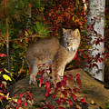Canadian Lynx standing on a rock in a colorful Autumn forest at 