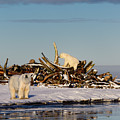 Two Polar bears at the whale bone pile on Barter Island with ref