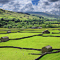 Swaledale sheep barns and drystone wall grid on green pasture la
