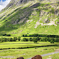 Two Herdwick sheep grazing in Great Langdale valley under Pike o